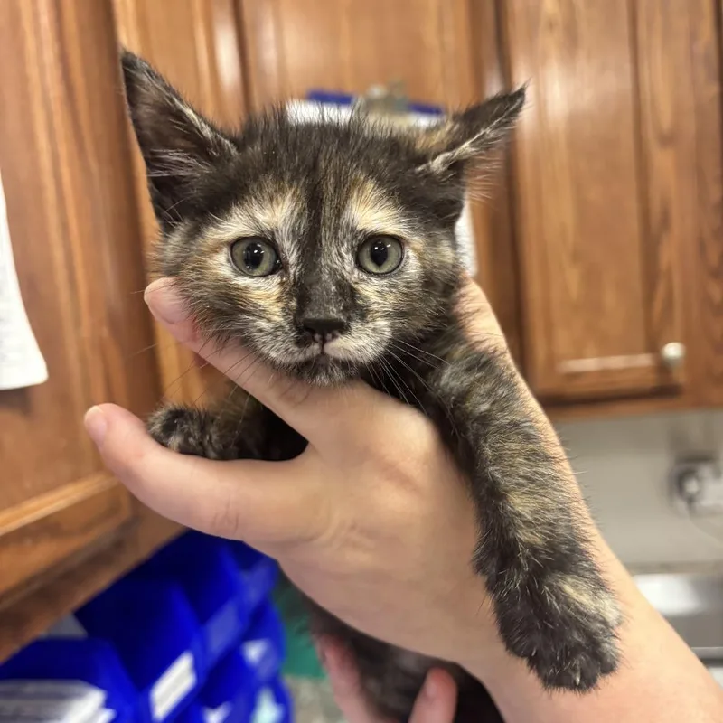 A baby small-sized female Tortoiseshell Domestic Short Hair cat named Phish  U for adoption in Tupelo, MS