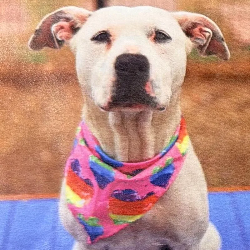 An adult medium-sized female White / Cream American Staffordshire Terrier dog named Betty for adoption in Hagerstown, MD