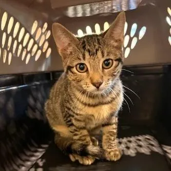 A baby small-sized female Brown / Chocolate Domestic Short Hair cat named Kaia for adoption in Lynchburg, VA