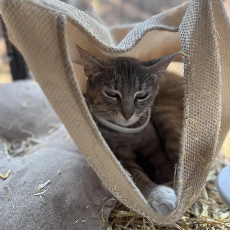 An adult small-sized female Domestic Short Hair cat named Princess Donut for adoption in Carson, NM