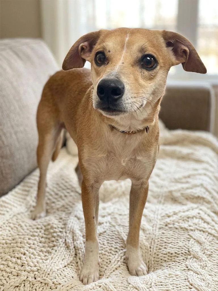 A young small-sized male Terrier dog named Bulldozer for adoption in Lavonia, GA
