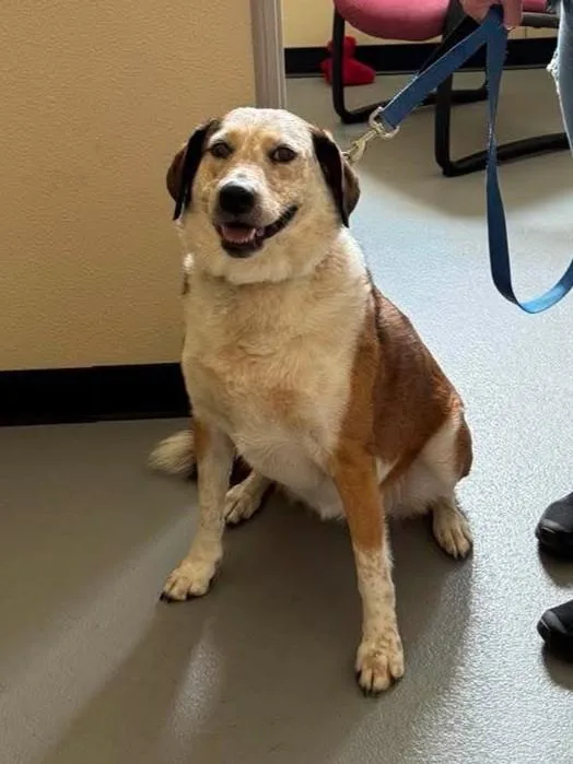 An adult medium-sized female Australian Cattle Dog / Blue Heeler dog named Maggie for adoption in Rockwall, TX