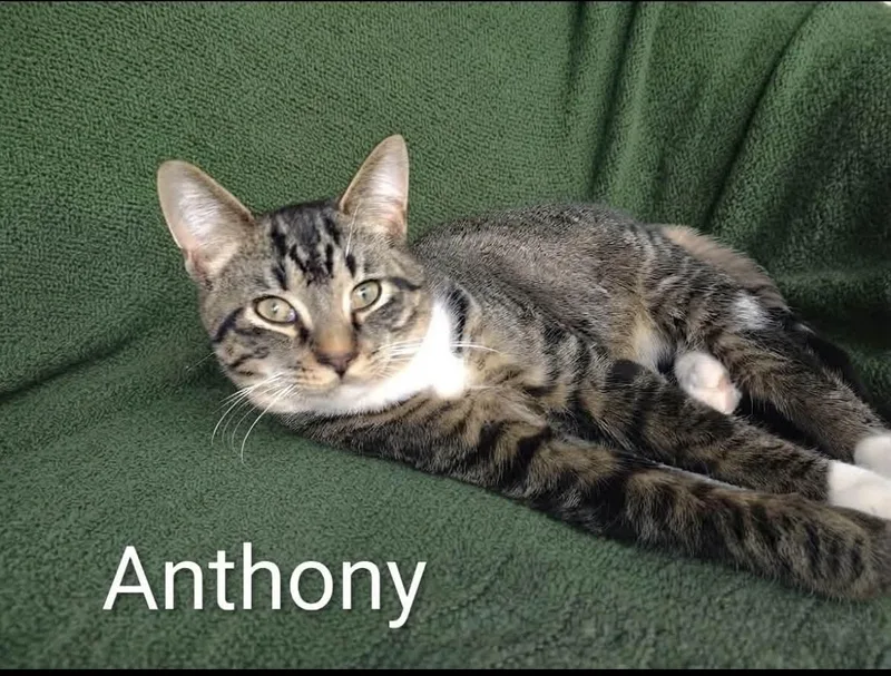 Anthony thumbnail 2