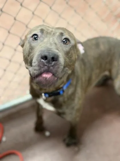 A young medium-sized male Pit Bull Terrier dog named Cash for adoption in Aberdeen, SD
