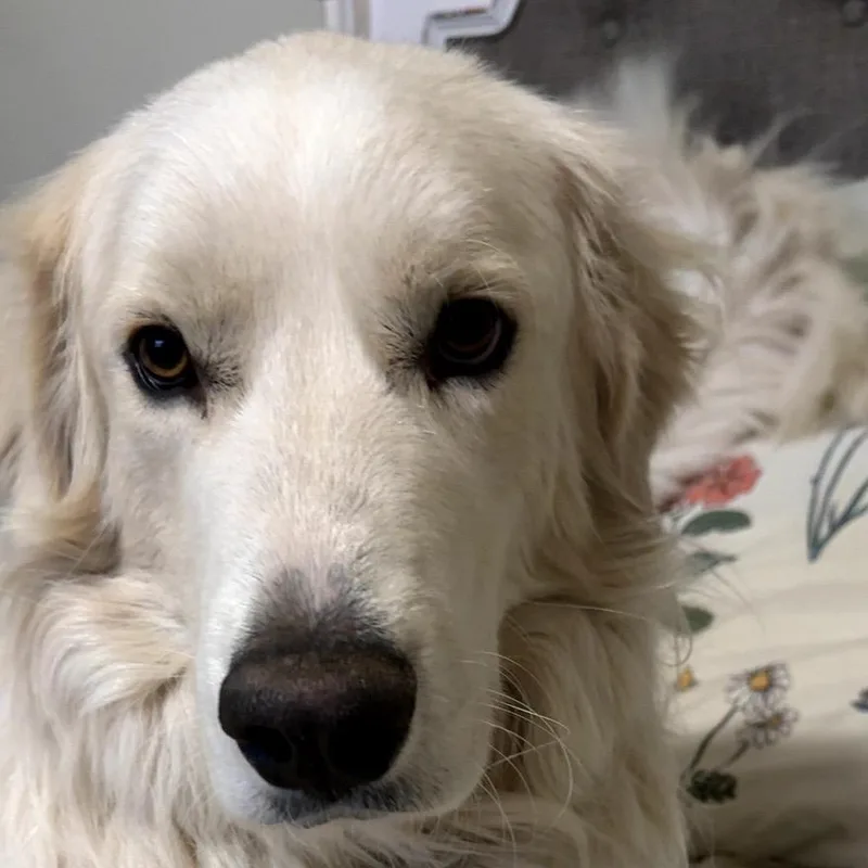 Wrangler thumbnail 4