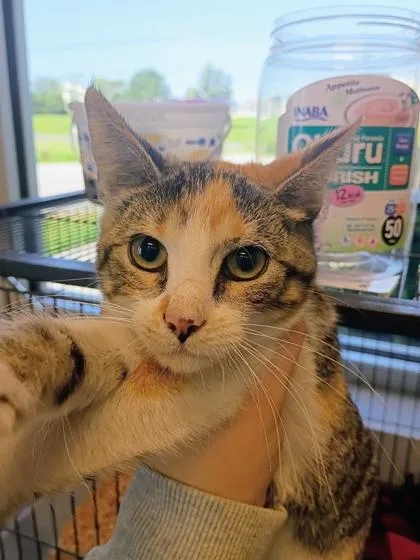 A young small-sized female Domestic Short Hair cat named Kaleidoscope for adoption in Beatrice, NE