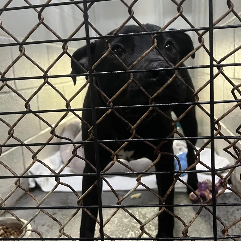 A young medium-sized male Black Mixed Breed dog named Mitchell for adoption in Summerville, SC