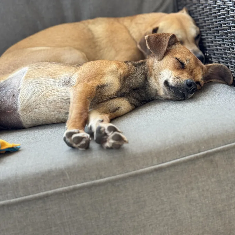 A baby small-sized female Golden Chihuahua dog named Ms. Cutie Mira for adoption in Ridgefield, WA