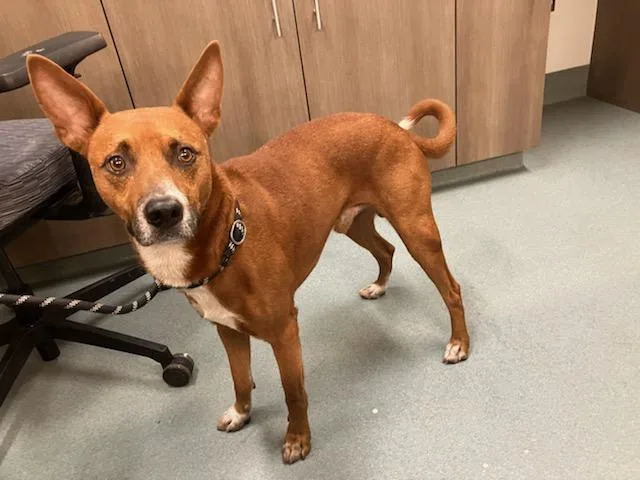 An adult medium-sized male Australian Kelpie dog named Rudy for adoption in Baytown, TX