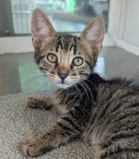A baby small-sized female Domestic Short Hair cat named Io for adoption in Madison, NJ