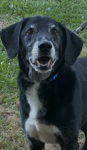 An adult medium-sized male Black Black Labrador Retriever dog named Gunner for adoption in Brookfield, WI