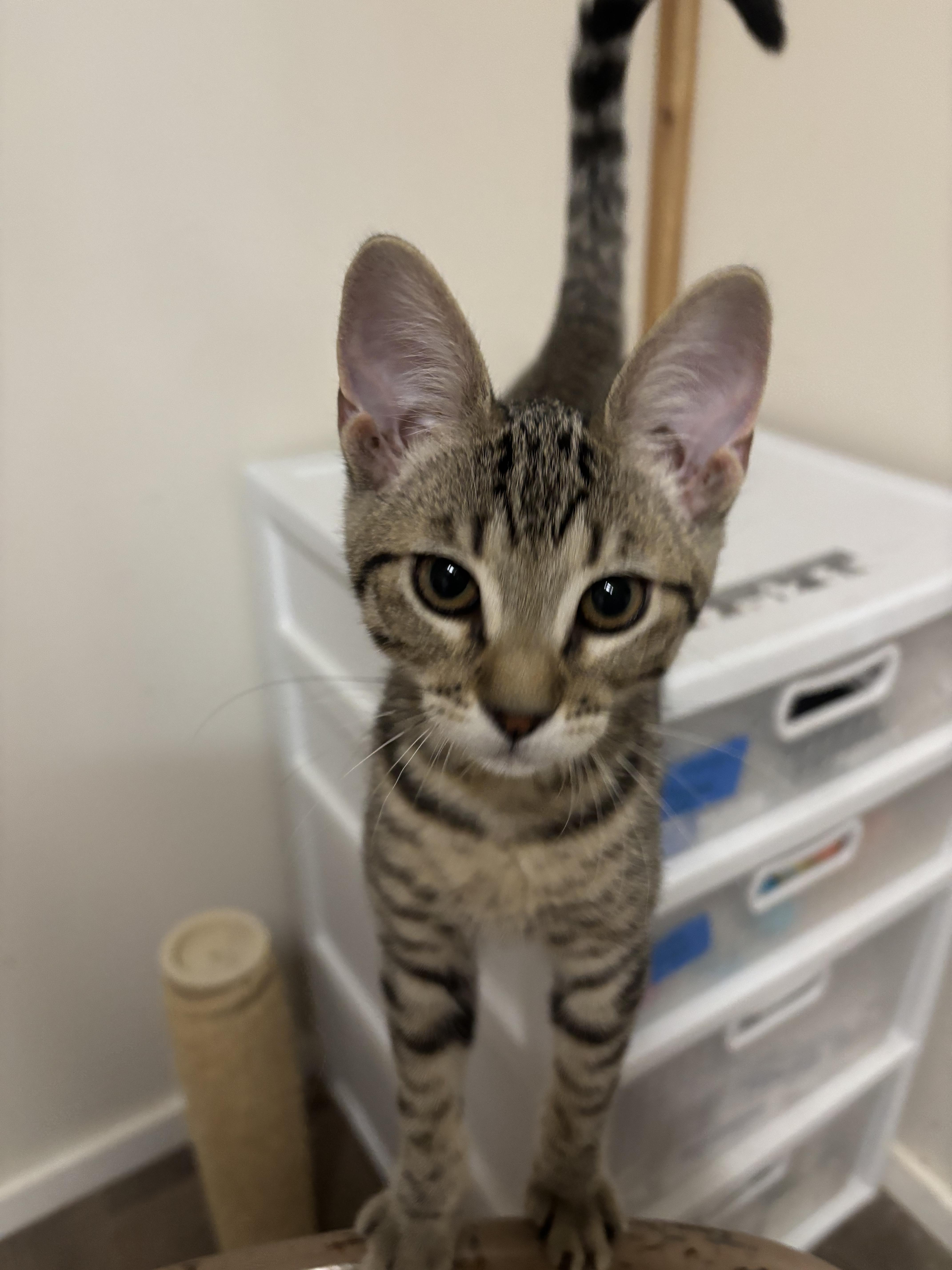 A baby medium-sized female Tabby (Brown / Chocolate) Domestic Short Hair cat named Mango for adoption in Portland, OR