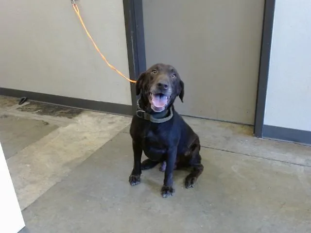 An adult large-sized male Labrador Retriever dog named Sully for adoption in Ontario, CA