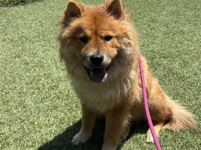 An adult medium-sized female Chow Chow dog named Finn for adoption in Downey, CA
