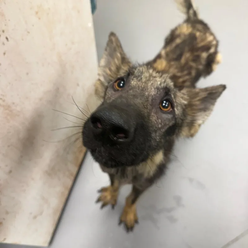 An adult medium-sized male Yellow / Tan / Blond / Fawn Mixed Breed dog named StrayMaconRoad for adoption in Columbus, GA