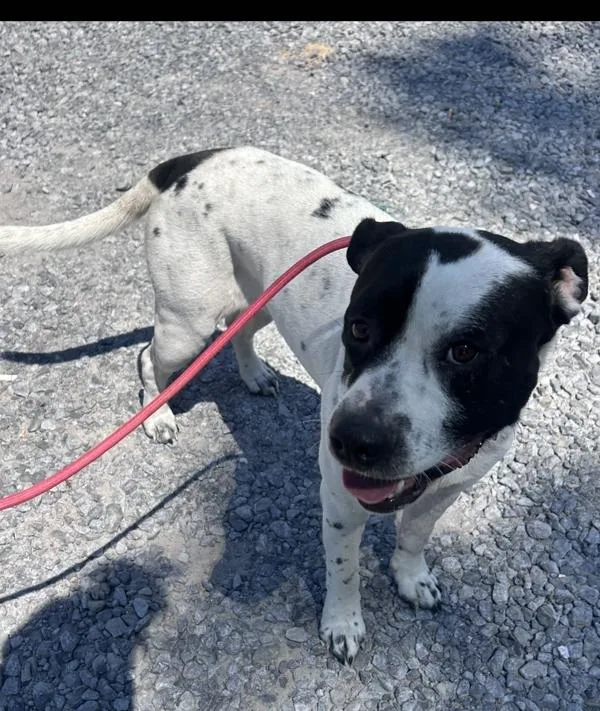 An adult large-sized male Pit Bull Terrier dog named Hoss for adoption in Cleveland, TN