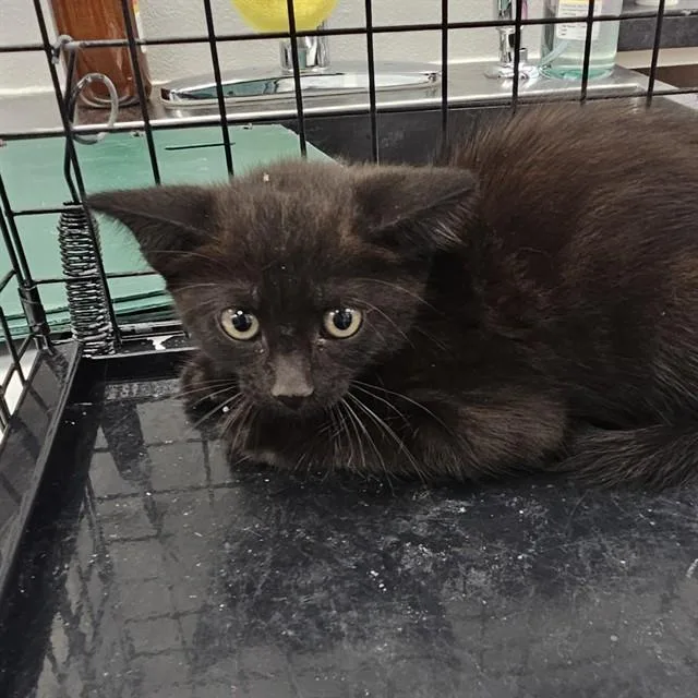 A baby small-sized male Domestic Short Hair cat named A for adoption in Wylie, TX