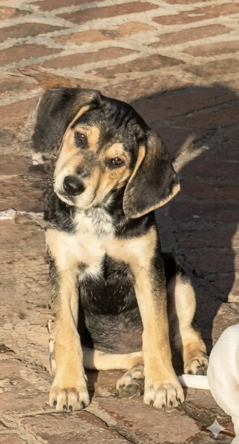 A baby medium-sized female Black Hound dog named Nala for adoption in Seale, AL