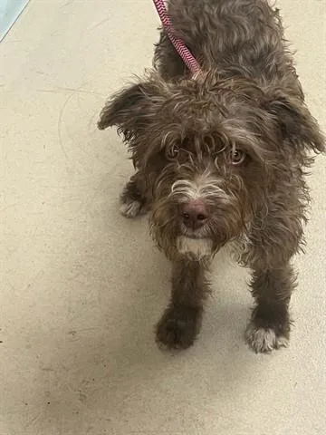 A baby small-sized male Labrador Retriever dog named Mr. Snuffleupagus for adoption in Dayton, OH