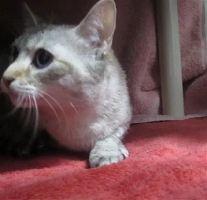 An adult medium-sized female Siamese cat named Tiffany for adoption in Derwood, MD