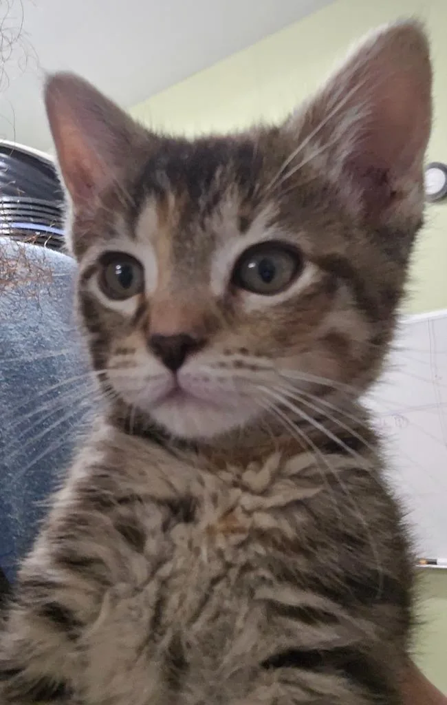 A baby small-sized female Domestic Short Hair cat named Bass for adoption in Auburn, IN