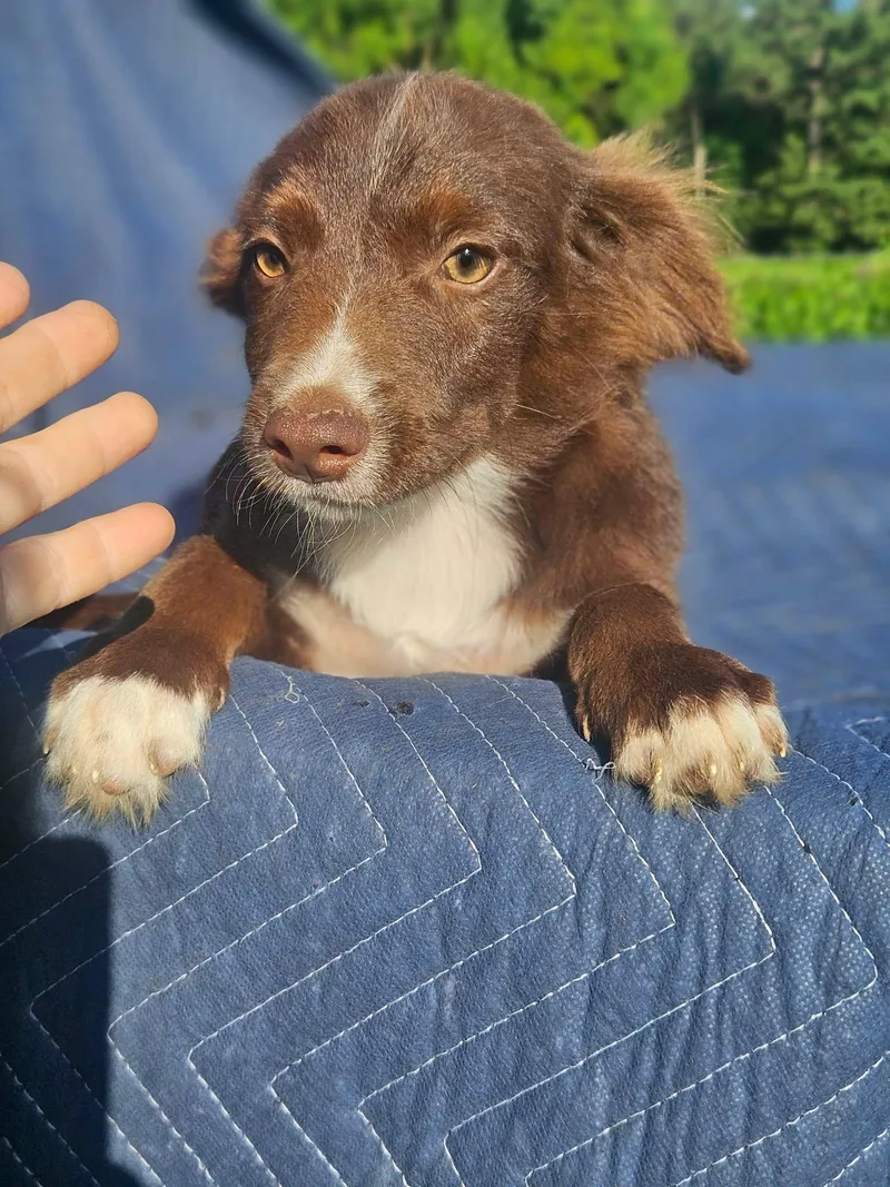 A baby small-sized male Australian Shepherd dog named Jeep Gladiator Cars for adoption in Wakefield, RI