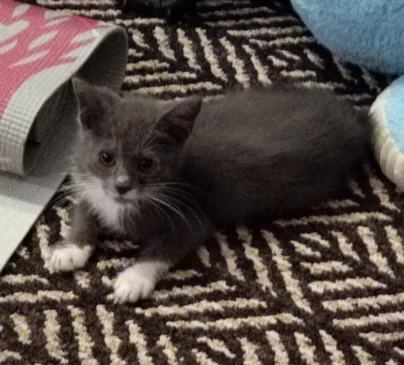 A baby large-sized male Domestic Short Hair cat named Peeps for adoption in San Jacinto, CA