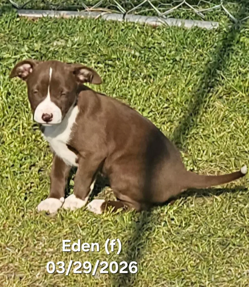 A baby medium-sized female White / Cream Border Collie dog named Eden for adoption in Warren, RI