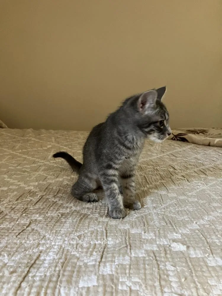 A baby small-sized female Domestic Short Hair cat named Sabine  Nv for adoption in Greenville, SC