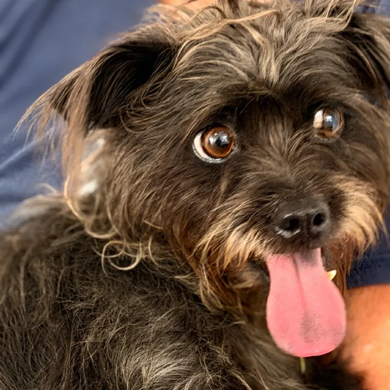 An adult small-sized female Terrier dog named Gretta for adoption in Englewood, FL