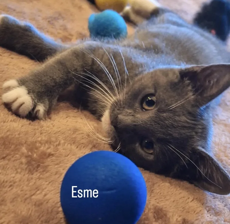 A baby small-sized male Gray / Blue / Silver Domestic Short Hair cat named Esme for adoption in Old Bridge, NJ