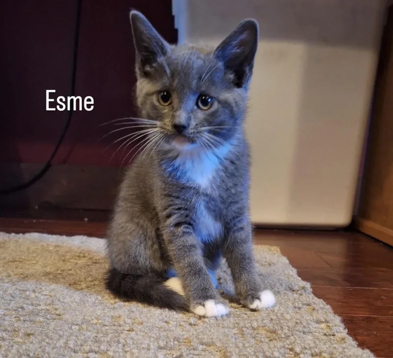 Esme thumbnail 2