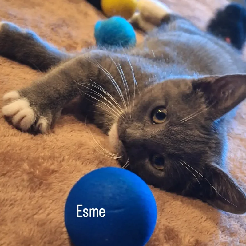 Esme thumbnail 3
