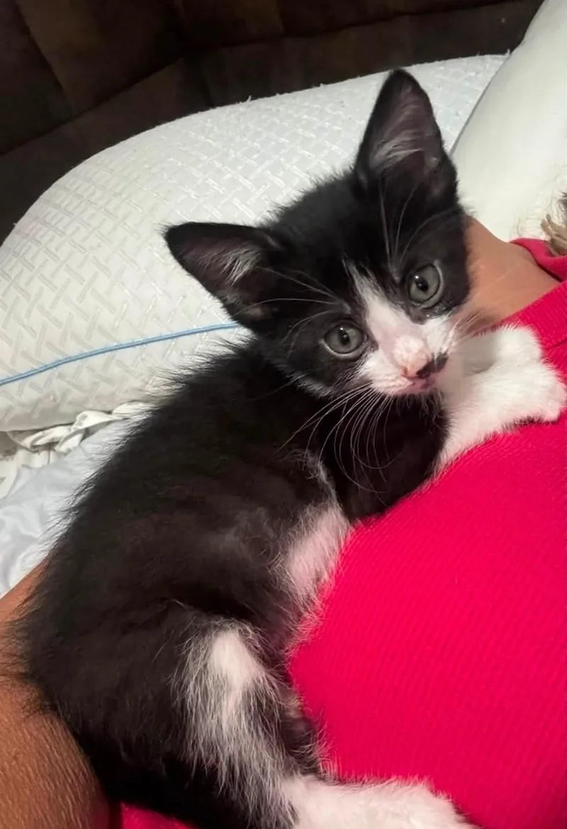 A baby medium-sized female Domestic Short Hair cat named Minnie and Tigress for adoption in Reno, NV