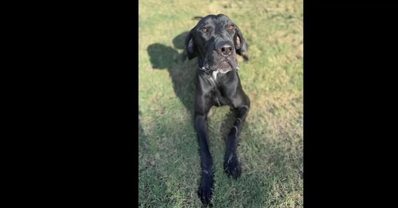 An adult large-sized female Black Great Dane dog named Elvira for adoption in Dallas, TX