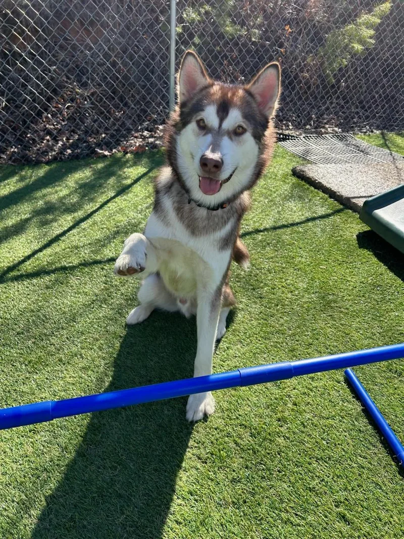 A young large-sized male Alaskan Malamute dog named Benji for adoption in Greenville, SC