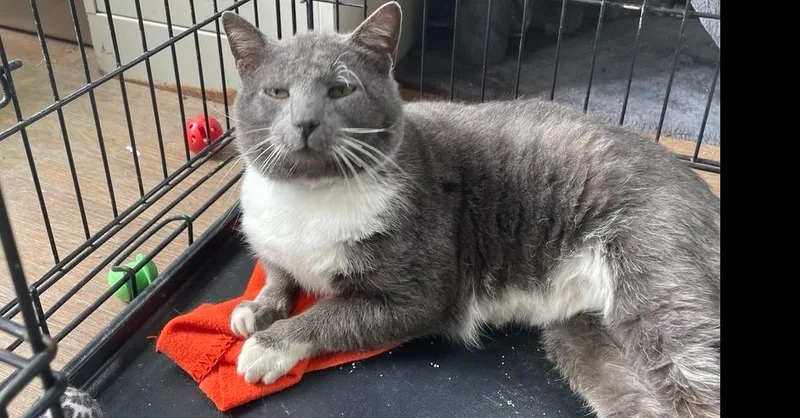 An adult medium-sized male Gray & White Domestic Short Hair cat named Vaughn for adoption in Evansville, IN