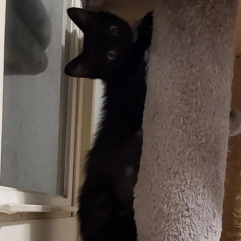 A baby small-sized female Black Domestic Short Hair cat named Mocha for adoption in Granville, OH