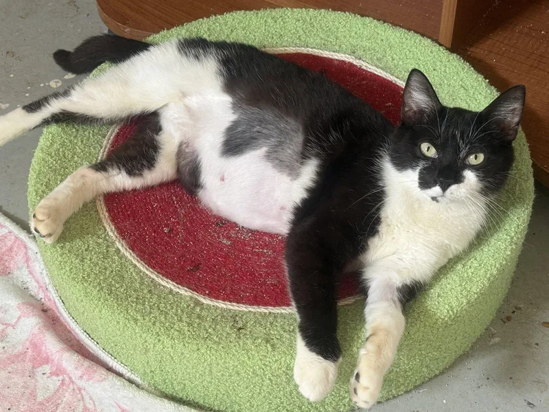 An adult medium-sized female Black & White / Tuxedo Domestic Short Hair cat named Oreo for adoption in Fenton, MO