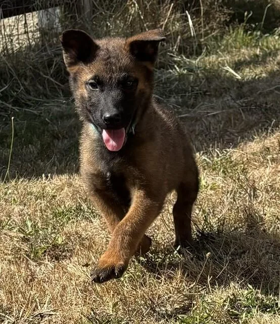 A young large-sized male German Shepherd Dog dog named Hugo for adoption in Seattle, WA