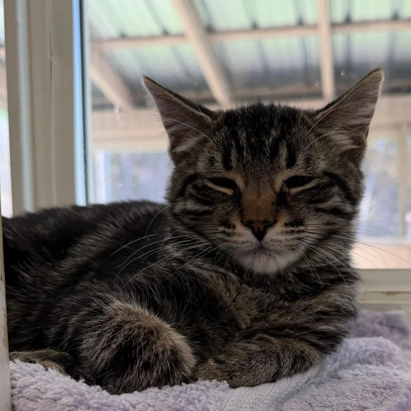 A baby small-sized female Gray / Blue / Silver Domestic Medium Hair cat named Guernsey for adoption in Pittsford, VT