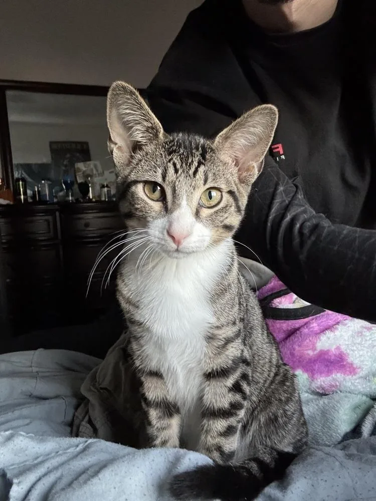 A baby small-sized male Domestic Short Hair cat named Kodiak for adoption in Dallas, TX