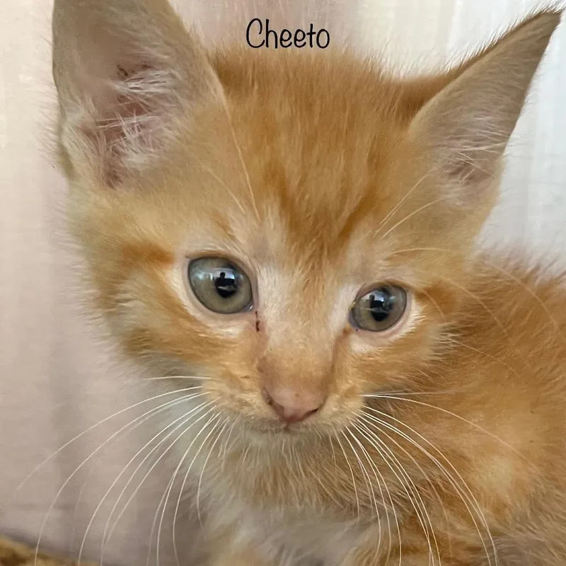 A baby small-sized male Orange / Red Domestic Short Hair cat named Cheeto for adoption in Madisonville, TN