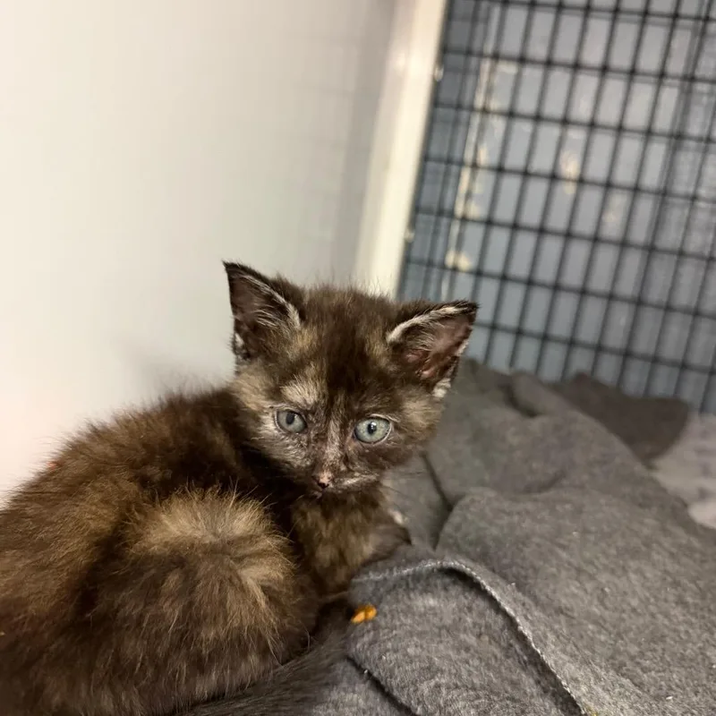 A baby small-sized female Tortoiseshell Domestic Short Hair cat named Chippy Dippy Dopey Dub for adoption in Ruckersville, VA