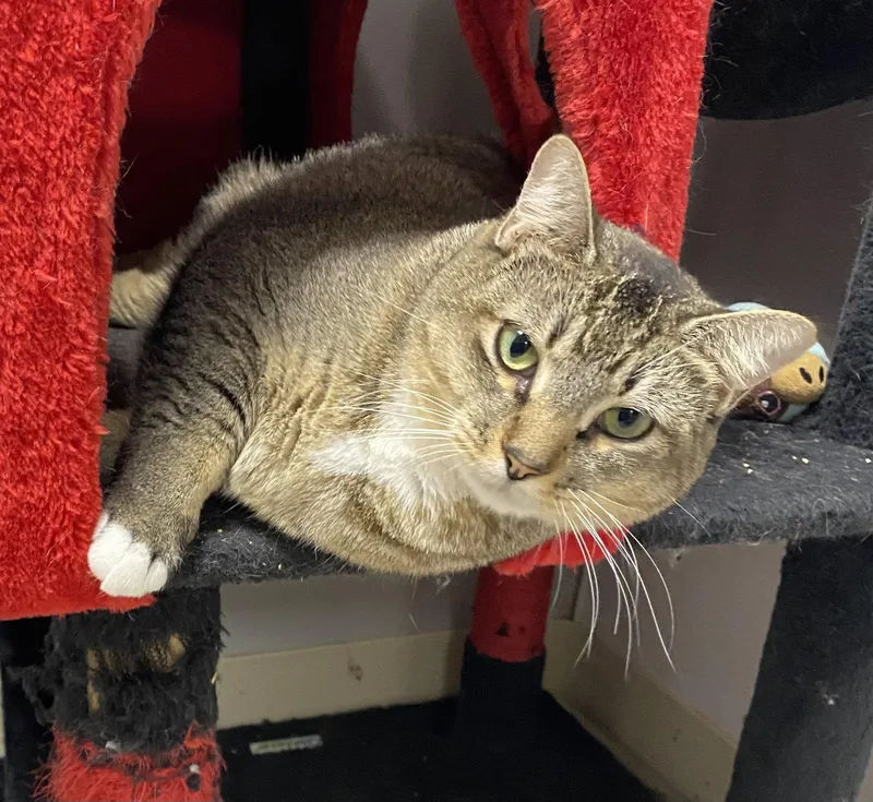 A young medium-sized female Domestic Short Hair cat named Sandcastle for adoption in Satellite Beach, FL