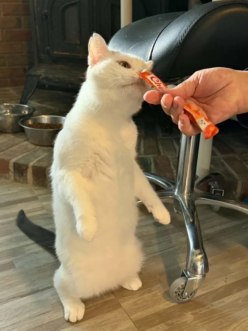 A young medium-sized male White Domestic Short Hair cat named Stewart Shy with a for adoption in Rochester, NY