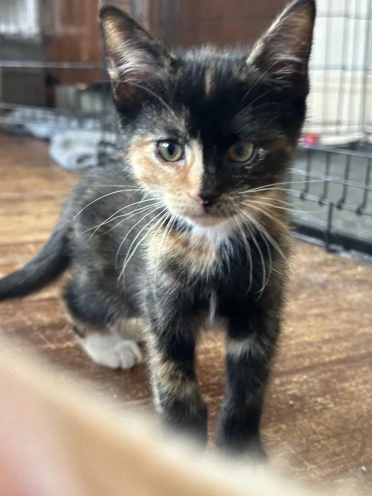 A baby small-sized female Domestic Short Hair cat named Barbie for adoption in Mishawaka, IN