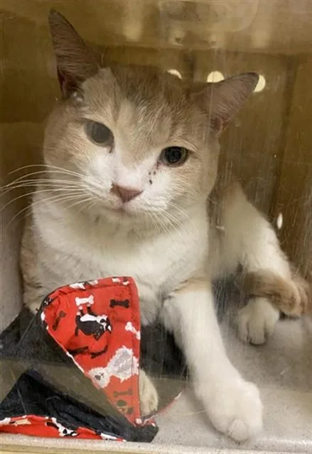 An adult small-sized male Domestic Short Hair cat named Maximillion for adoption in Sacramento, CA