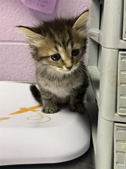 A baby small-sized female Brown / Chocolate Domestic Short Hair cat named 61139827 for adoption in El Paso, TX