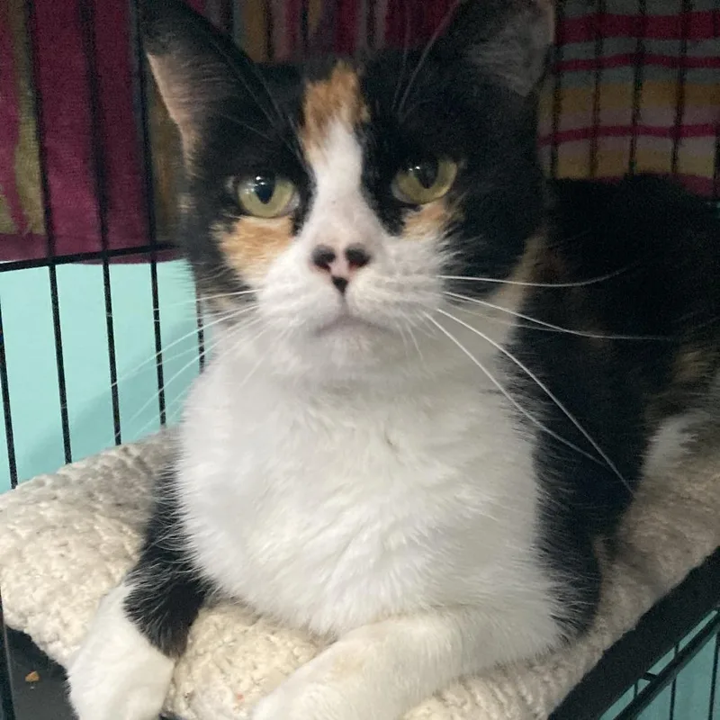 An adult large-sized female Calico Domestic Short Hair cat named Purrina for adoption in Marion, VA